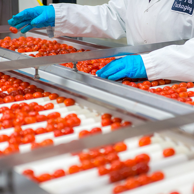 tomato sorting